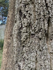 Casuarina equisetifolia incana