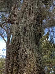 Casuarina equisetifolia incana