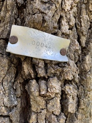 Casuarina equisetifolia incana