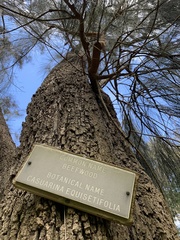 Casuarina equisetifolia incana