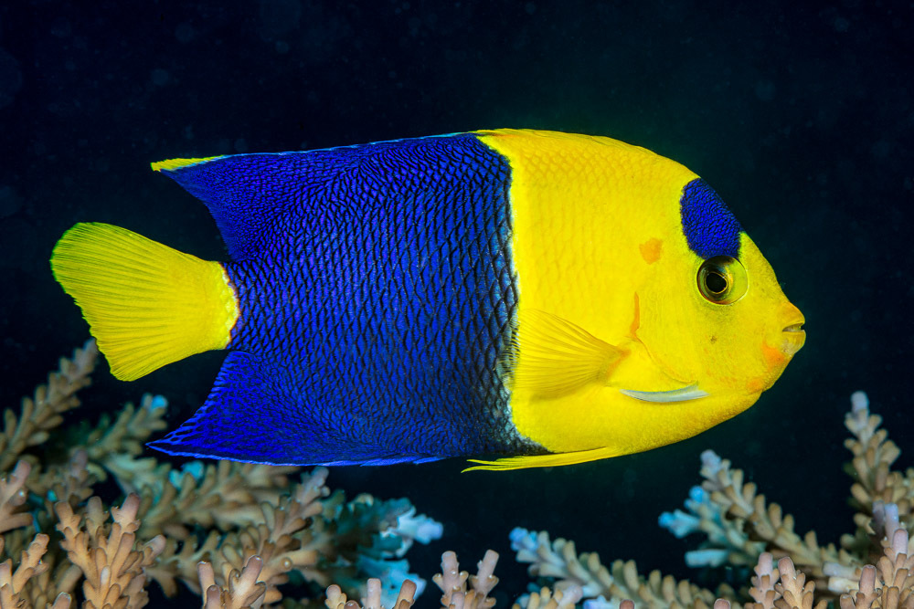 Bicolor Angelfish