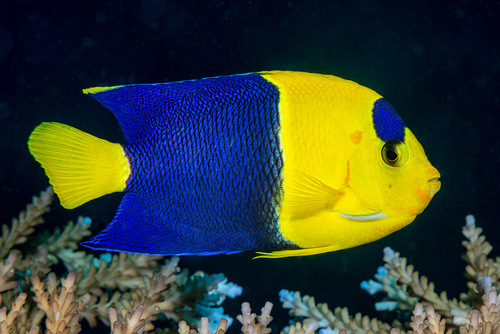 Bicolor Angelfish