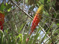 Tillandsia lampropoda