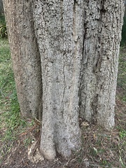 Casuarina equisetifolia incana