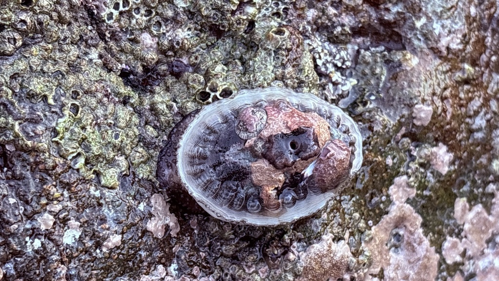 Giant Keyhole Limpet