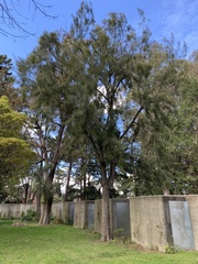 Casuarina equisetifolia incana