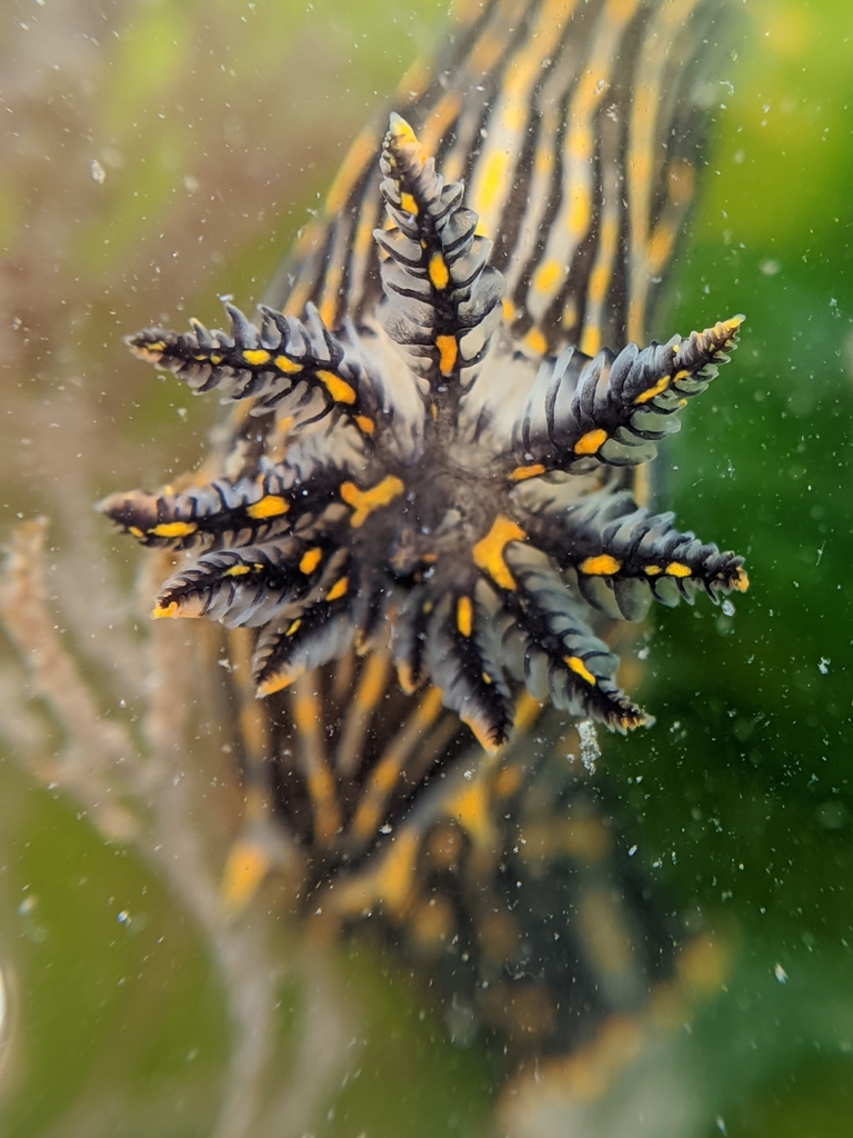 orange-spike polycera
