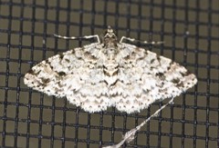 Myrioblephara desumpta