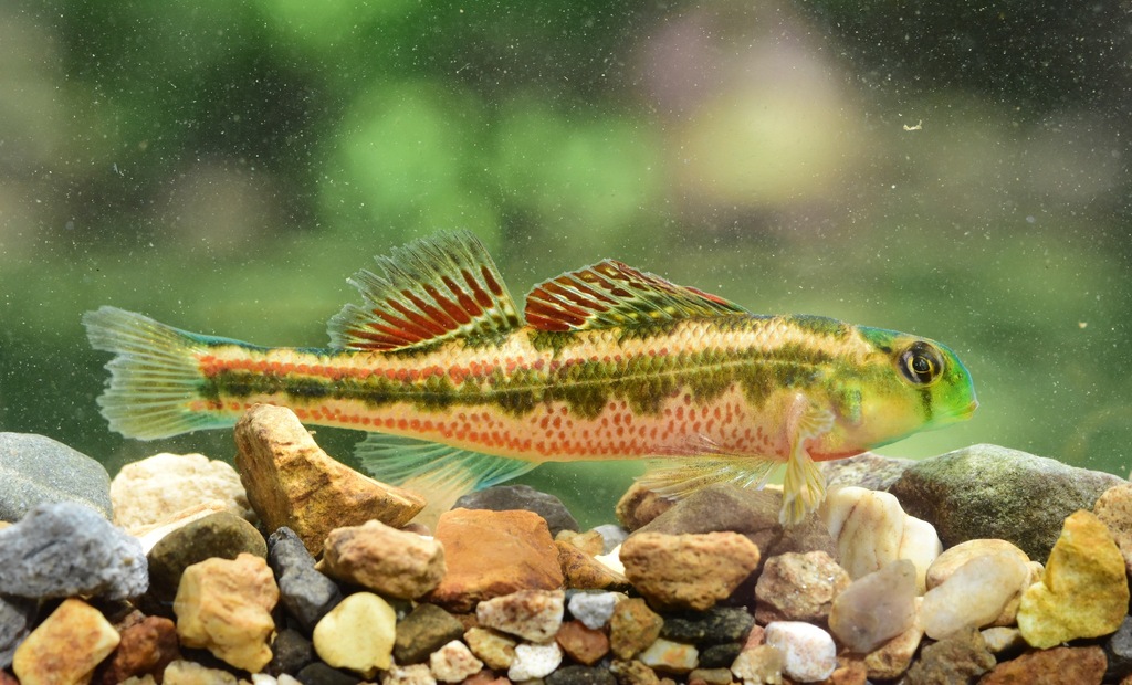 Splendid darter (Etheostoma barrenense) — Percidae