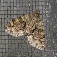 Polyclysta hypogrammata