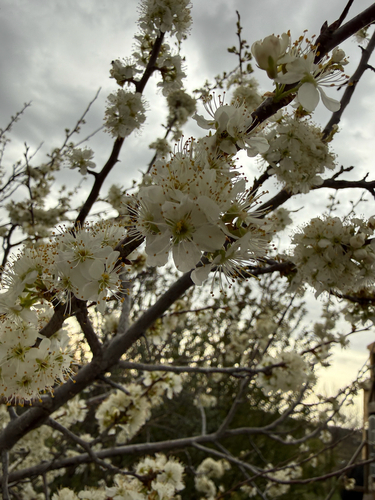 American plum