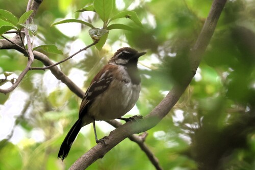 Stripe-backed Antbird (Myrmorchilus strigilatus), photo 3