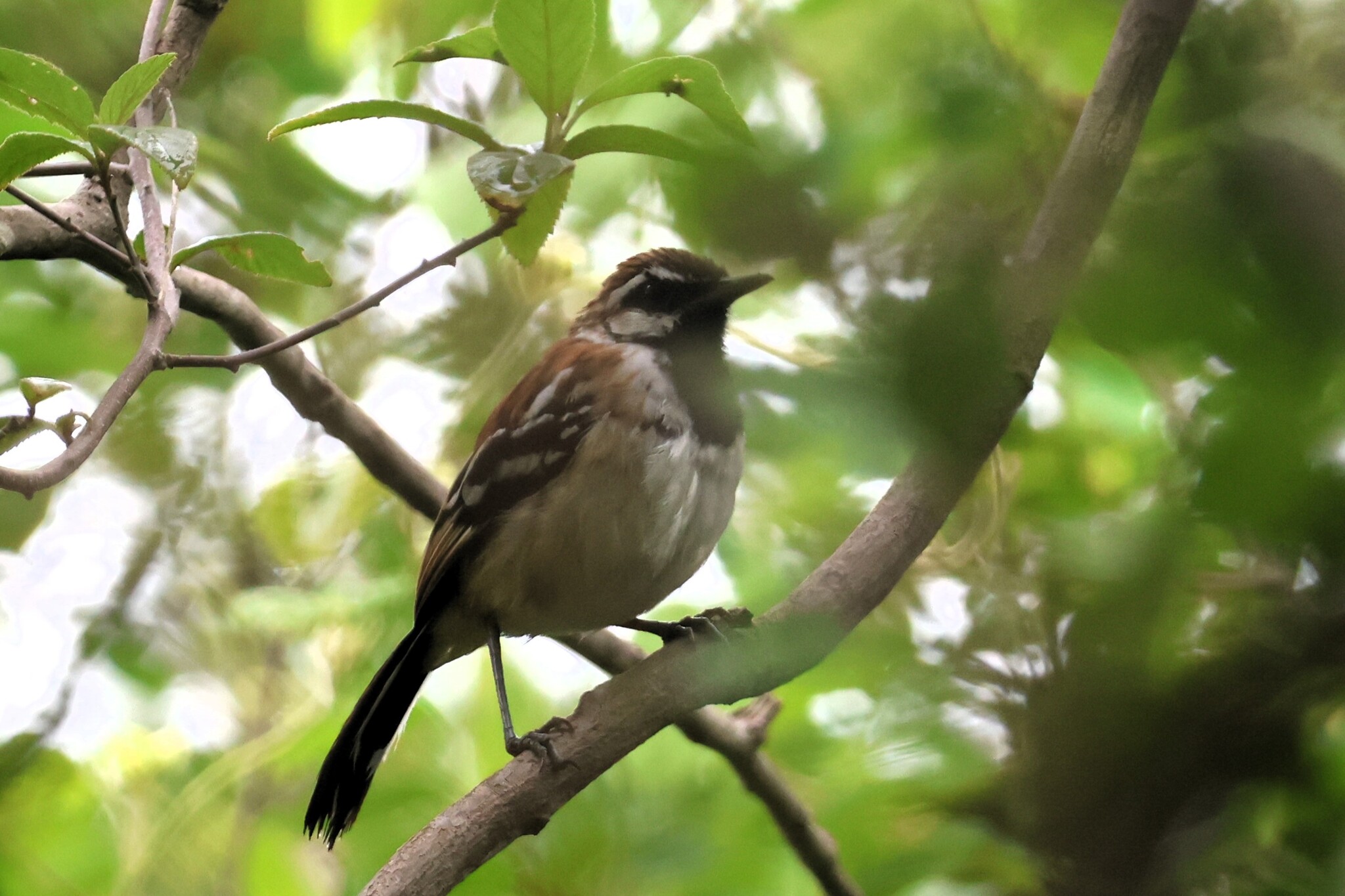 Stripe-backed Antbird (Myrmorchilus strigilatus), photo 3