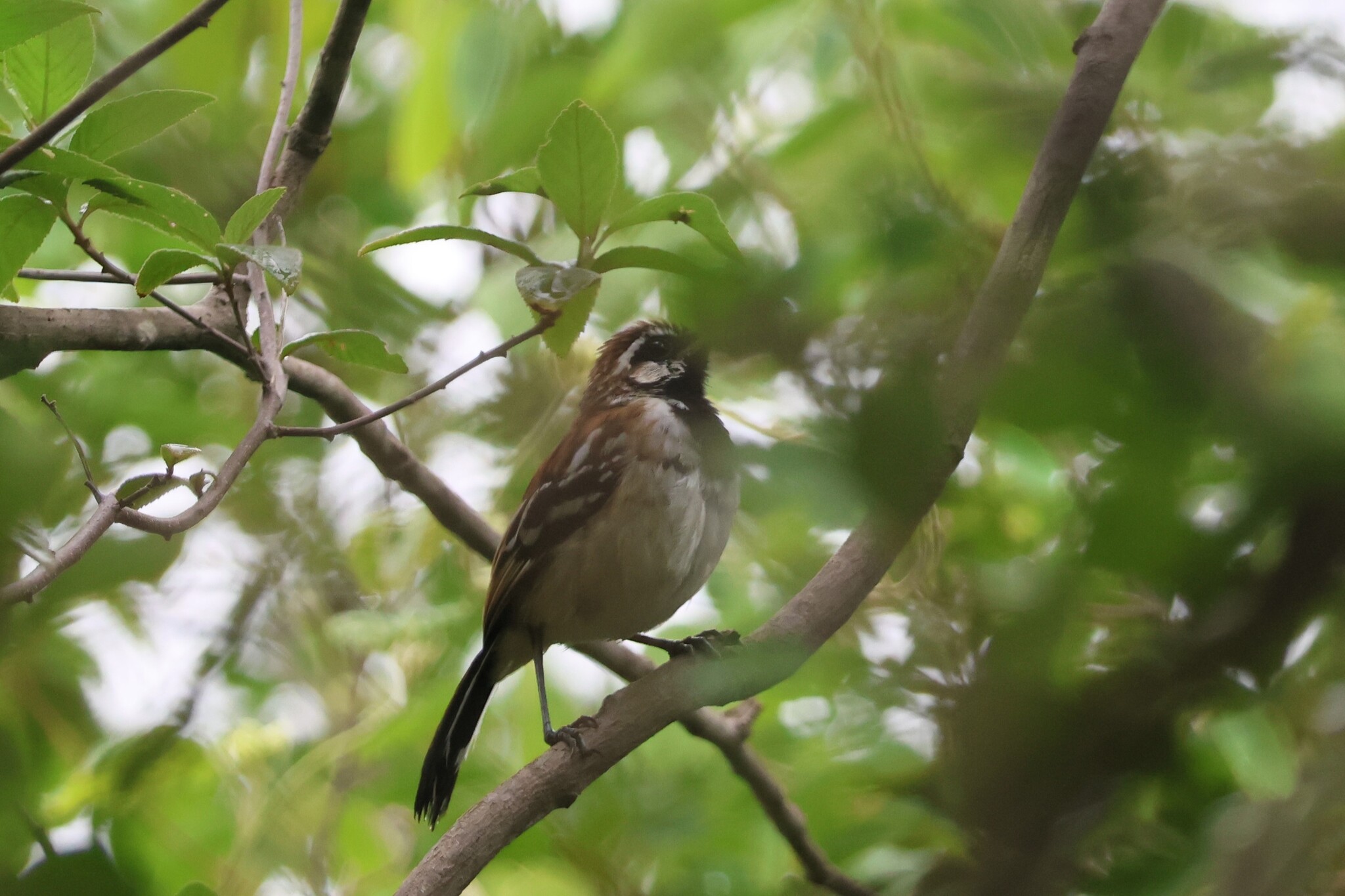 Stripe-backed Antbird (Myrmorchilus strigilatus), photo 4