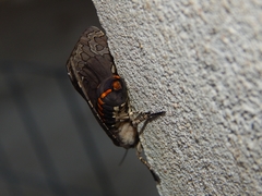 Hypercompe indecisa