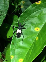 Microtomus luctuosus