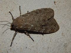 Hypercompe indecisa