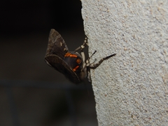 Hypercompe indecisa