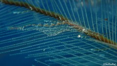 Manipontonia psamathe