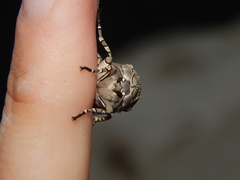 Hypercompe indecisa