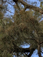 Casuarina equisetifolia incana