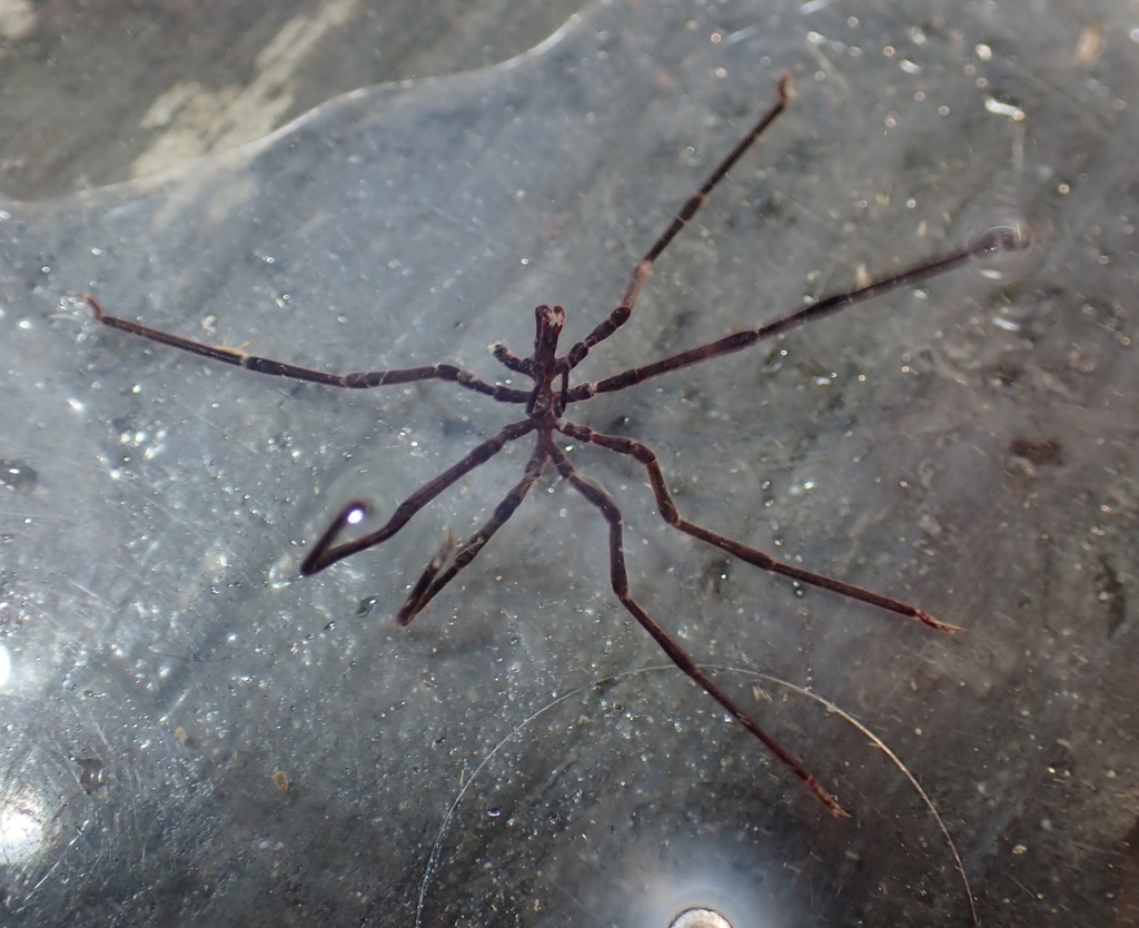 lentil sea spider