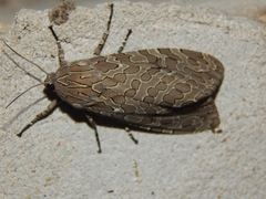 Hypercompe indecisa