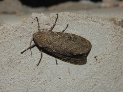 Hypercompe indecisa