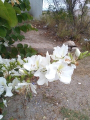 Bauhinia variegata candida