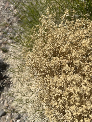 Gutierrezia microcephala, photograph 6
