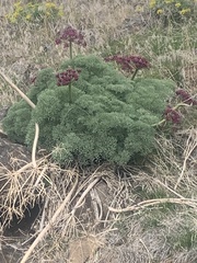 Lomatium columbianum