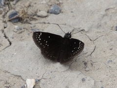 Pholisora