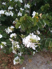 Bauhinia variegata candida