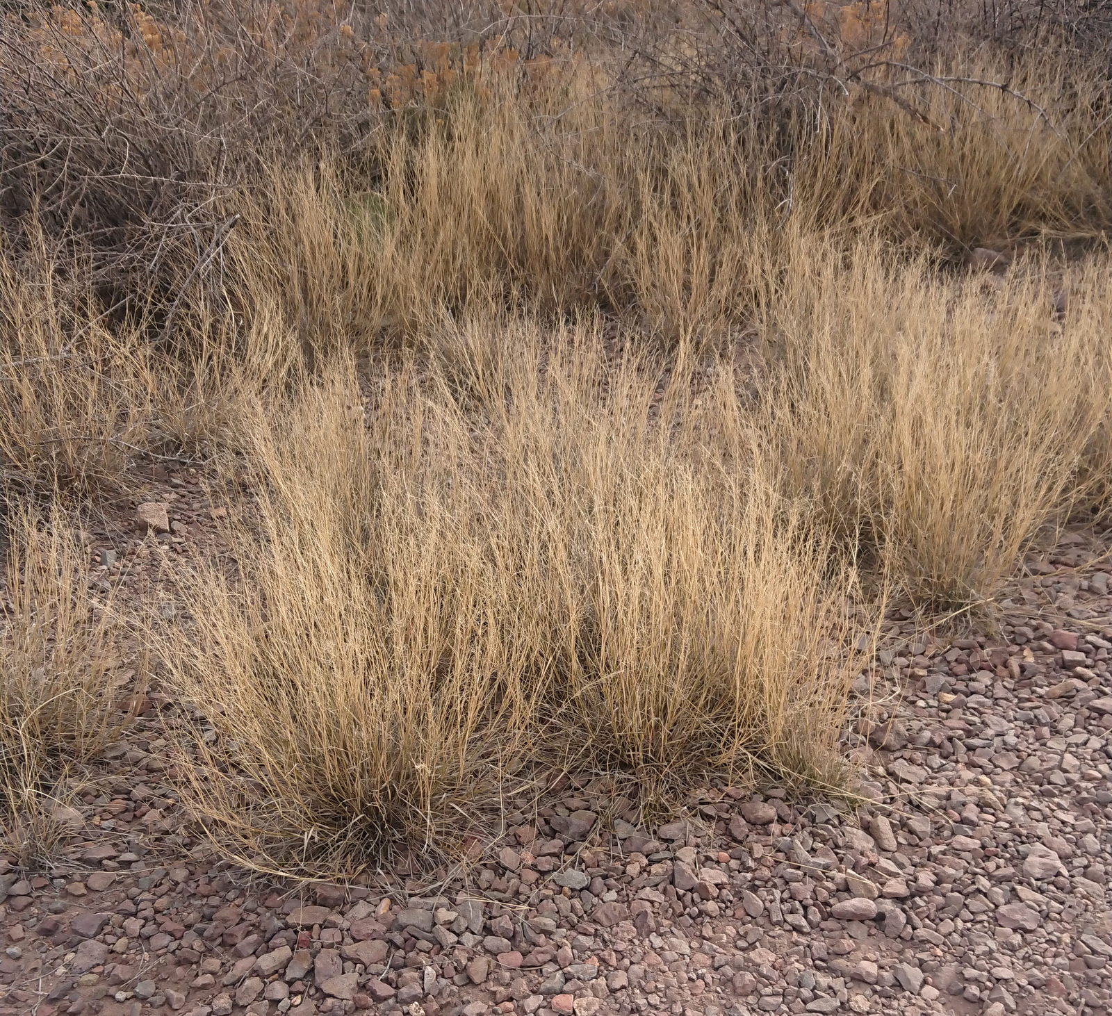 tumbleweed (Invasive Species of Texas) · iNaturalist