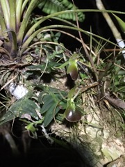 Epidendrum porpax