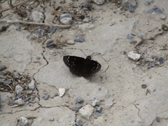 Pholisora