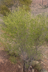 Fraxinus greggii
