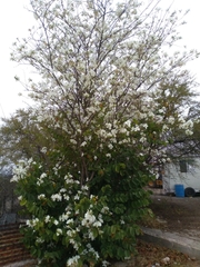 Bauhinia variegata candida