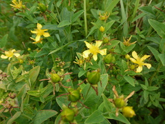 Hypericum ascyron