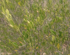 Fraxinus greggii
