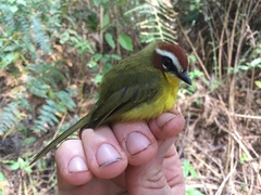 Basileuterus delattrii