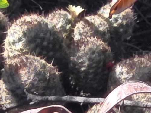 Mammillaria prolifera observed 2026-01-14