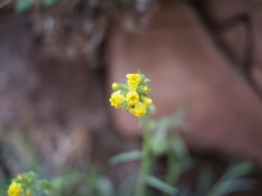 Oreocarya confertiflora