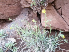 Oreocarya confertiflora
