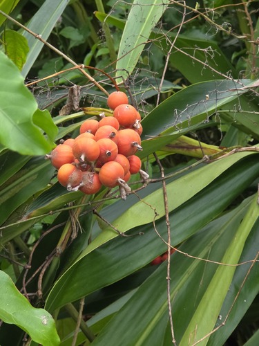 Alpinia mutica observed 2026-01-23