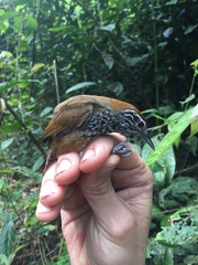 Pheugopedius maculipectus