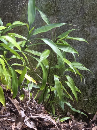 Dracaena sanderiana observed 2026-01-23