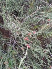Cylindropuntia leptocaulis
