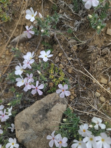 Phlox alyssifolia, photograph 4