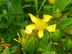 Hypericum ascyron